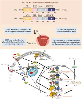 Frontiers | Estrogen Receptor Function: Impact On The Human Endometrium